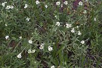 Dateiname=Flora-Graukresse-20070606-092.jpg
Dateigröße=248KB
Abmessungen: 720x484
hinzugefügt am: 11. September 2014 Flora-Graukresse-20070606-092.jpg