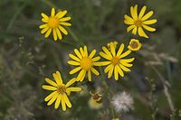 Flora-Greiskraut-20050820-23.jpg