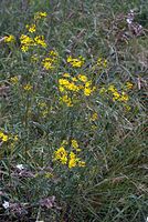 Dateiname=Flora-Greiskraut-20070626-225a.jpg
Dateigröße=264KB
Abmessungen: 484x720
hinzugefügt am: 11. September 2014 Flora-Greiskraut-20070626-225a.jpg