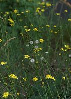 Flora-Greiskraut-20090629-11.jpg
