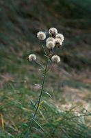 Flora-Greiskraut-20090926-108.jpg