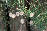 Flora-Greiskraut-20090927-100.jpg