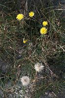 Flora-Greiskraut-20090927-227.jpg