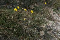 Flora-Greiskraut-20090927-228.jpg