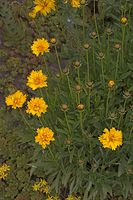 Flora-Grossblumiges-Maedchenauge-20050620-75.jpg