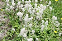 Flora-Grosses-Windroeschen-20140617-105.jpg
