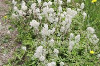 Flora-Grosses-Windroeschen-20140617-106.jpg