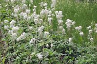 Flora-Grosses-Windroeschen-20140617-107.jpg