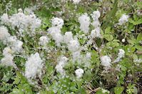 Flora-Grosses-Windroeschen-20140617-108.jpg