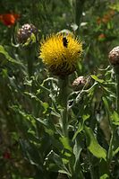 Flora-Grosskoepfige-Flockenblume-20100627-31.jpg