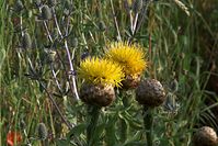 Flora-Grosskoepfige-Flockenblume-20100630-20.jpg