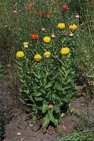 Dateiname=Flora-Grosskoepfige-Flockenblume-20100702-055.jpg
Dateigröße=290KB
Abmessungen: 481x720
hinzugefügt am: 11. September 2014 Flora-Grosskoepfige-Flockenblume-20100702-055.jpg
