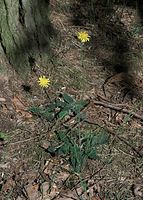 Dateiname=Flora-Habichtskraut-20090523-35.jpg
Dateigröße=302KB
Abmessungen: 517x720
hinzugefügt am: 11. September 2014 Flora-Habichtskraut-20090523-35.jpg