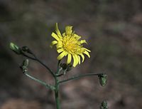 Dateiname=Flora-Habichtskraut-20090523-37.jpg
Dateigröße=116KB
Abmessungen: 720x553
hinzugefügt am: 11. September 2014 Flora-Habichtskraut-20090523-37.jpg