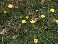Dateiname=Flora-Habichtskraut-20090609-023.jpg
Dateigröße=294KB
Abmessungen: 720x555
hinzugefügt am: 11. September 2014 Flora-Habichtskraut-20090609-023.jpg