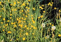 Flora-Hahnenfuss-199906-36.jpg