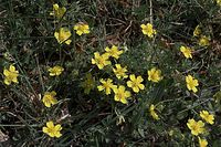 Flora-Hahnenfuss-20090426-15.jpg