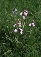 Flora-Hasengloeckchen-20090517-10.jpg