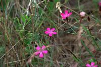 Dateiname=Flora-Heide-Nelke-20090609-017.jpg
Dateigröße=181KB
Abmessungen: 720x481
hinzugefügt am: 11. September 2014 Flora-Heide-Nelke-20090609-017.jpg