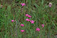 Flora-Heide-Nelke-20090609-020.jpg