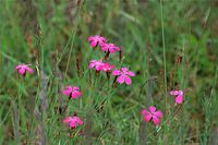 Flora-Heide-Nelke-20090609-021.jpg