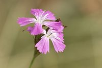 Flora-Heide-Nelke-20100717-17.jpg