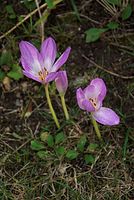 Flora-Herbstzeitlose-20080907-40.jpg
