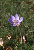 Flora-Herbstzeitlose-20101010-16.jpg