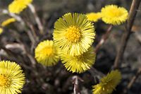 Flora-Huflattich-20090329-19.jpg