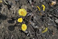 Flora-Huflattich-20090329-22.jpg