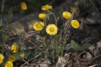 Flora-Huflattich-20110417-008-1.jpg