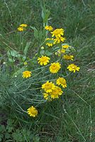 Flora-Hundskamille-20070623-334a.jpg