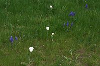 Dateiname=Flora-Hyazinten-20100502-22.jpg
Dateigröße=252KB
Abmessungen: 720x481
hinzugefügt am: 11. September 2014 Flora-Hyazinten-20100502-22.jpg