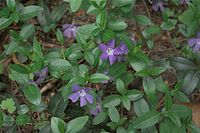 Flora-Immergruen-20090418-24.jpg