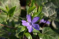 Flora-Immergruen-2014032935.jpg
