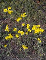 Flora-Jakobs-Greiskraut-20060507-14.jpg