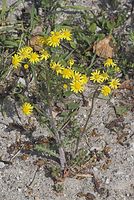 Dateiname=Flora-Jakobs-Greiskraut-20070429-39.jpg
Dateigröße=280KB
Abmessungen: 484x720
hinzugefügt am: 11. September 2014 Flora-Jakobs-Greiskraut-20070429-39.jpg