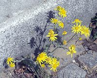 Dateiname=Flora-Jakobs-Greiskraut-20070429-42.jpg
Dateigröße=256KB
Abmessungen: 720x581
hinzugefügt am: 11. September 2014 Flora-Jakobs-Greiskraut-20070429-42.jpg