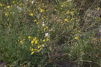 Dateiname=Flora-Jakobs-Greiskraut-20070506-10.jpg
Dateigröße=282KB
Abmessungen: 720x484
hinzugefügt am: 11. September 2014 Flora-Jakobs-Greiskraut-20070506-10.jpg
