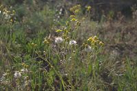 Flora-Jakobs-Greiskraut-20070506-11.jpg