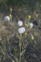Flora-Jakobs-Greiskraut-20070506-15.jpg