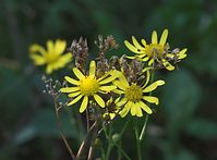 Flora-Jakobs-Greiskraut-20101003-16.jpg