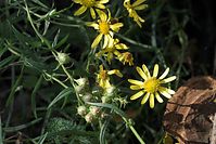 Flora-Jakobs-Greiskraut-20101003-17.jpg