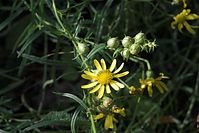 Flora-Jakobs-Greiskraut-20101003-18.jpg