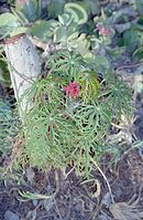 Flora-Jatropha-200111-164.jpg
