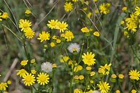 Flora-Johannes-Greiskraut-20140503-306.jpg