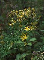 Dateiname=Flora-Johanneskraut-20090802-126.jpg
Dateigröße=201KB
Abmessungen: 532x720
hinzugefügt am: 11. September 2014 Flora-Johanneskraut-20090802-126.jpg