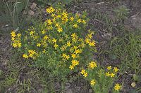 Dateiname=Flora-Johanniskraut-20070617-17.jpg
Dateigröße=273KB
Abmessungen: 720x480
hinzugefügt am: 11. September 2014 Flora-Johanniskraut-20070617-17.jpg