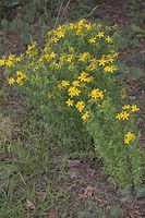 Dateiname=Flora-Johanniskraut-20070617-18.jpg
Dateigröße=271KB
Abmessungen: 480x720
hinzugefügt am: 11. September 2014 Flora-Johanniskraut-20070617-18.jpg
