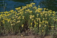 Dateiname=Flora-Johanniskraut-20070721-49.jpg
Dateigröße=318KB
Abmessungen: 720x483
hinzugefügt am: 11. September 2014 Flora-Johanniskraut-20070721-49.jpg